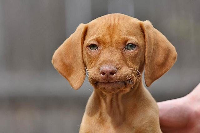 A small puppy looking worried