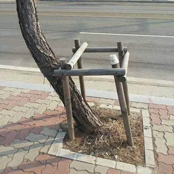 A tree growing outside the wooden support built around it